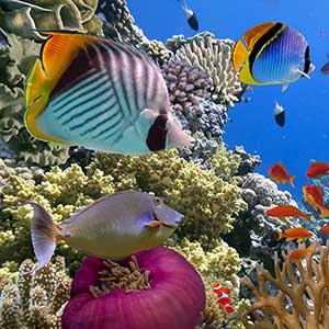 Aire familiale : Visite de l’aquarium Ripley’s