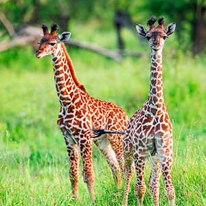 Bébé girafe avec cordon ombilical dans la savane du Serengeti.